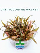 Cryptocoryne Walkeri TC